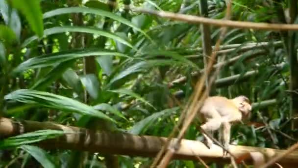 Monkey On A Tree Branch — Stock Video