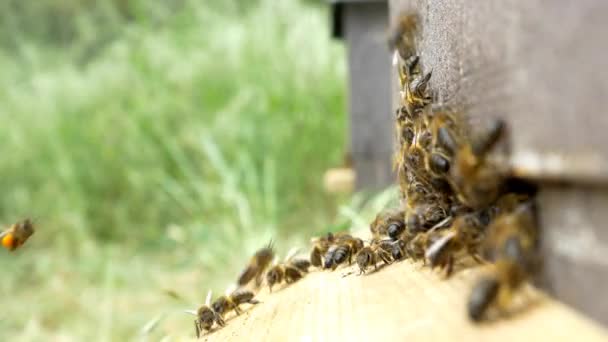Bienen auf Bienenstöcken machen Honig — Stockvideo