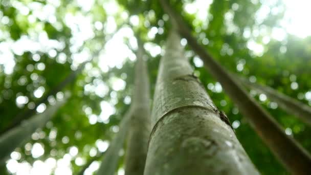 Belas árvores da selva — Vídeo de Stock