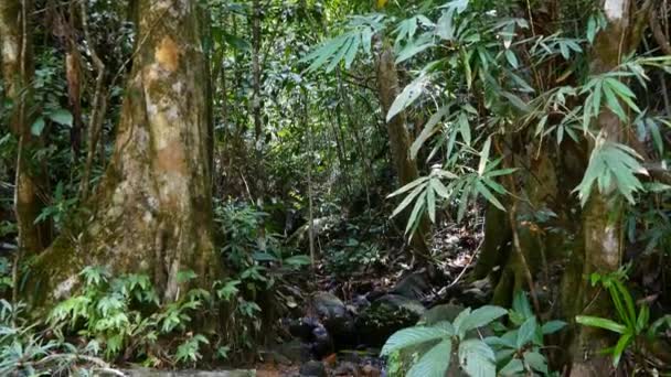 Hermosos árboles de la selva — Vídeo de stock