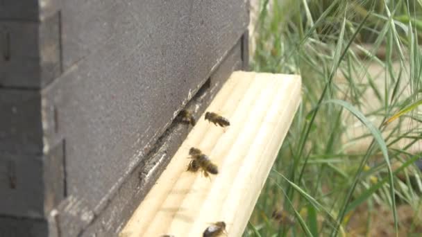 Bijen op Bijenkorf maken van honing — Stockvideo