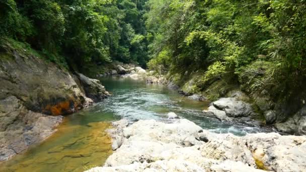 Río en la selva verde — Vídeo de stock