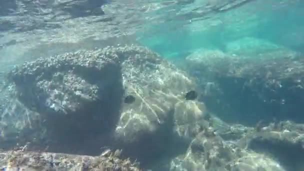 Peixes nadando debaixo d 'água — Vídeo de Stock