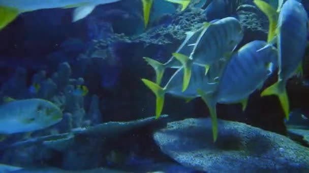 Экзотические рыбы в подводном аквариуме — стоковое видео
