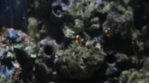 Peces payaso exóticos en acuario submarino — Vídeo de stock
