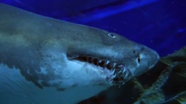 Sualtı akvaryum egzotik köpekbalığı 