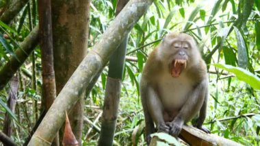 Ağaç dalındaki maymun.