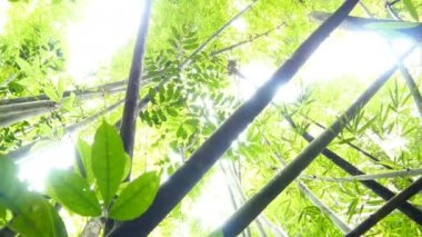 güzel Orman ağaçları 