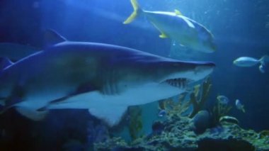 Sualtı akvaryum egzotik köpekbalığı 