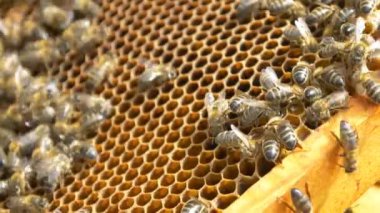 Arılar bal yapan arı kovanı üzerinde 