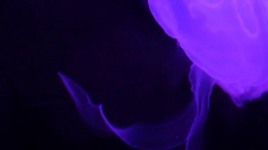 Sualtı akvaryum egzotik Deniz anası 