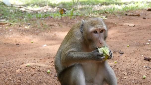 Monkey eating leaf — Stock Video