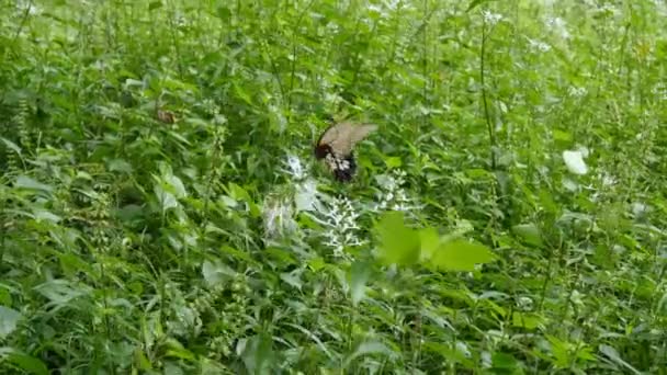 Vlinder zittend op bloem — Stockvideo