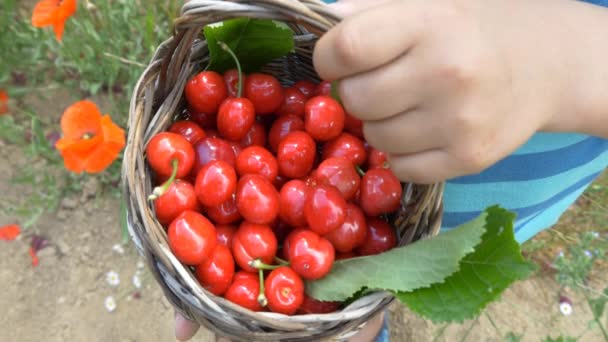 Basket of cherries in hand — Stock Video