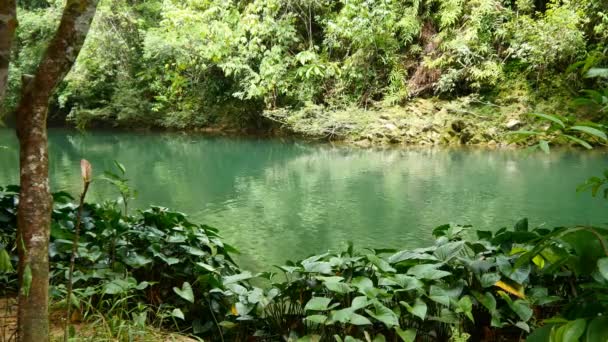 Річка в зелених джунглях — стокове відео