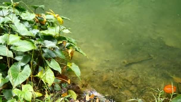 Río en la selva verde — Vídeos de Stock