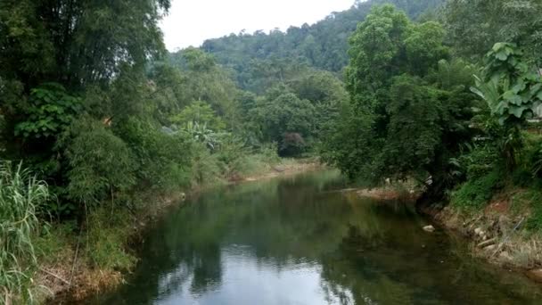 Floresta tropical selvagem — Vídeo de Stock