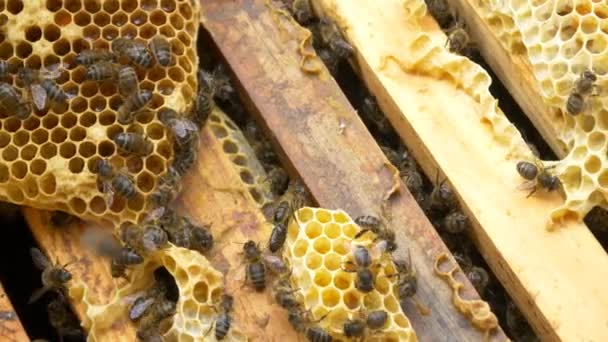 Abeilles sur ruche faire du miel — Video