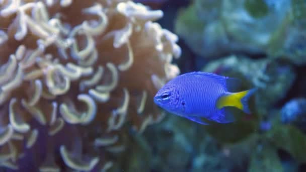 Egzotikus halak a víz alatti akváriumban — Stock videók