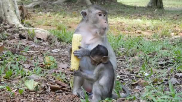 Monkey eating corn — Stock Video