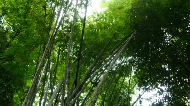 Prachtige jungle bomen — Stockvideo