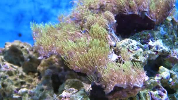 Polypes colorés dans l'aquarium sous-marin — Video