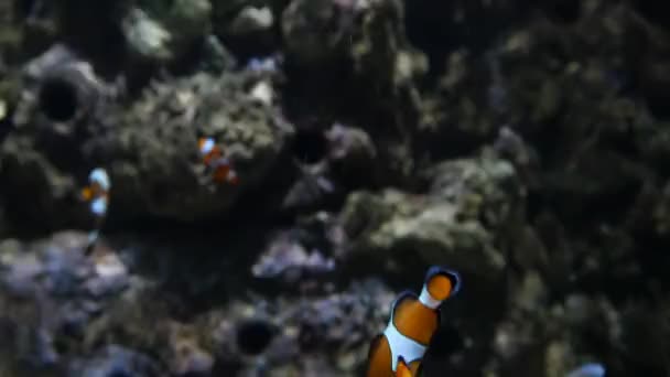 Peces exóticos en acuario submarino — Vídeo de stock