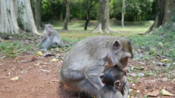 Monkeys eating fruits — Stock Video