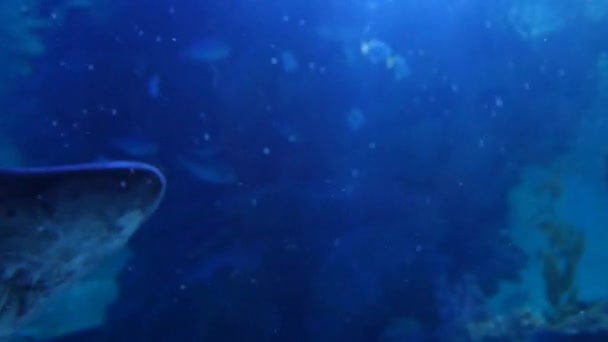 Exotic shark in underwater aquarium — Stock Video