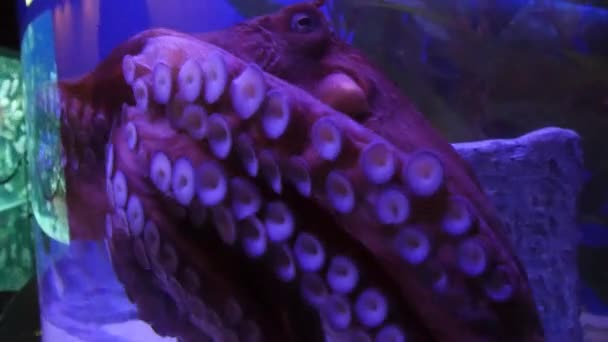 Polvo exótico em aquário subaquático — Vídeo de Stock