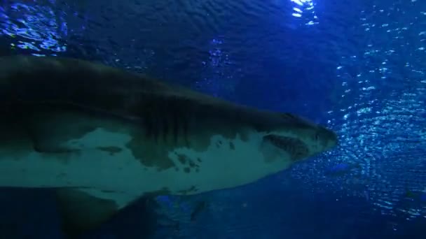 Exotic shark in underwater aquarium — Stock Video