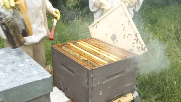 Abejas en la colmena haciendo miel — Vídeo de stock