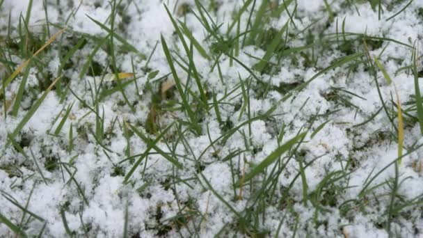 Зелена трава зі снігом — стокове відео