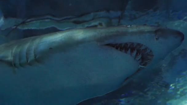 Exotic shark in underwater aquarium — Stock Video