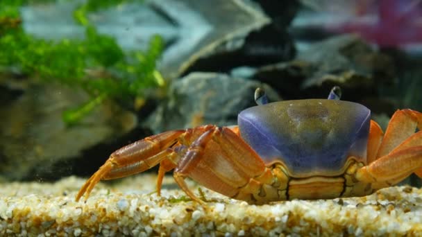 Crabe dans l'aquarium sous-marin — Video