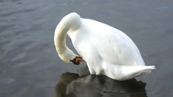 Cisne branco em um lago — Vídeo de Stock