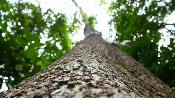 Belas árvores da selva — Vídeo de Stock