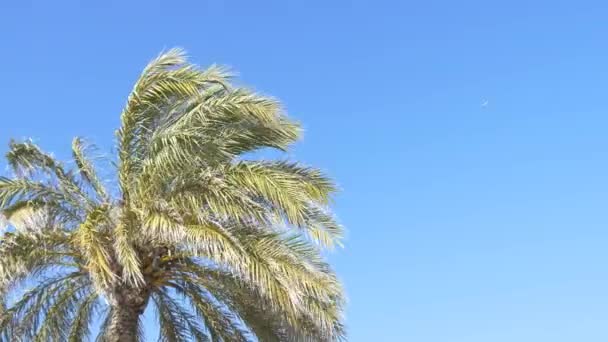 Palmera que crece contra el cielo — Vídeos de Stock