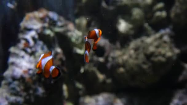 Экзотические рыбы-клоуны в подводном аквариуме — стоковое видео