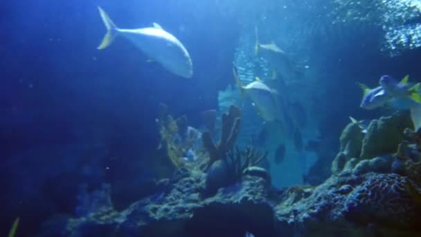 Exotische vissen in het onderwater aquarium — Stockvideo