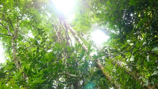 Vackra djungeln träd — Stockvideo