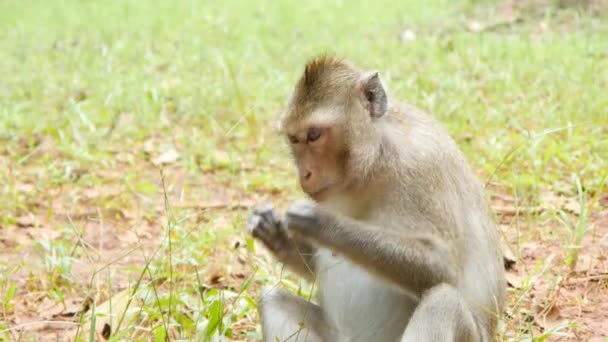 Monkey eating grass — Stock Video