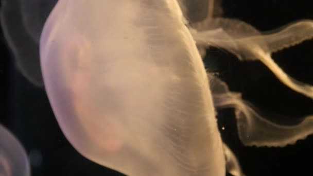 Exotic jellyfish in underwater aquarium — Stock Video