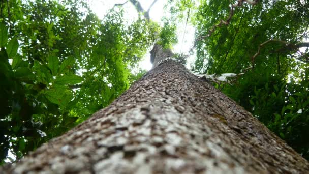 Prachtige jungle bomen — Stockvideo