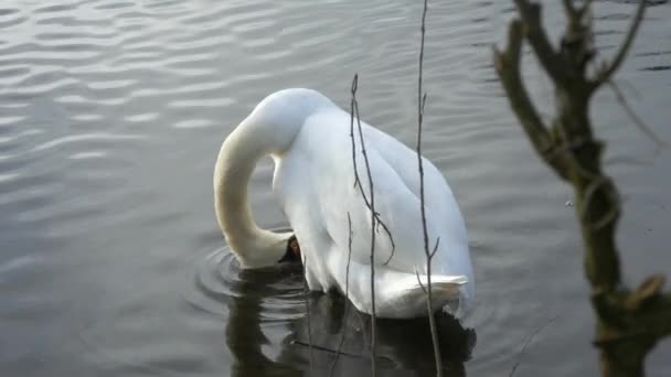 Белый лебедь на озере — стоковое видео
