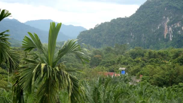 Floresta tropical selvagem — Vídeo de Stock