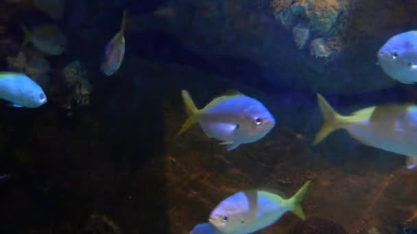 Exotic fish in underwater aquarium — Stock Video