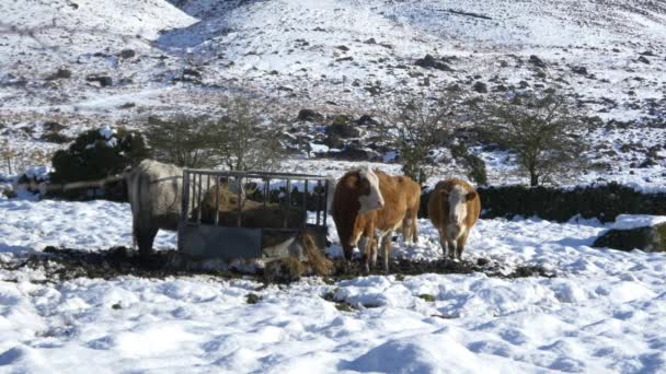 Стадо коров, поедающих снег — стоковое видео
