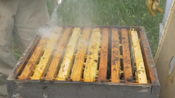 Abejas en la colmena haciendo miel — Vídeos de Stock