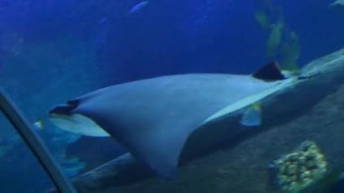 Sualtı akvaryum egzotik manta ray 